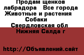 Продам щенков лабрадора - Все города Животные и растения » Собаки   . Свердловская обл.,Нижняя Салда г.